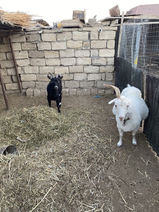 Карайтын адам жок