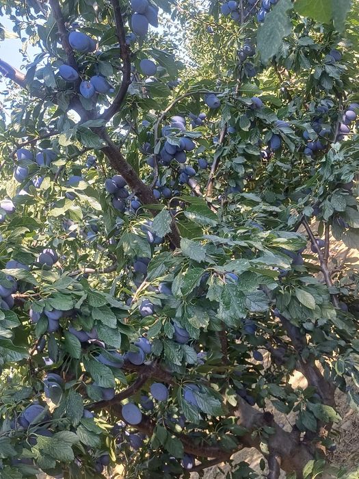 Prune de vanzare STANLEY