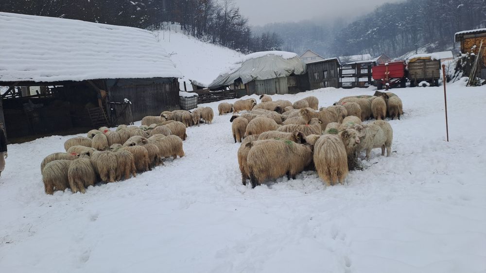 De vanzare 60 de oi