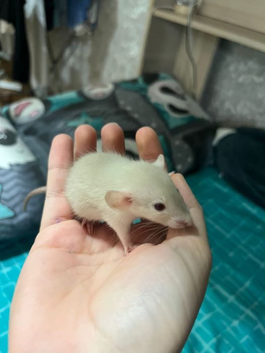 Продам крысят декоративные