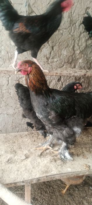 Хурозлар сотилади