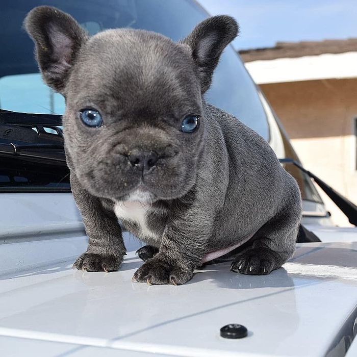 Bulldog francez mascul