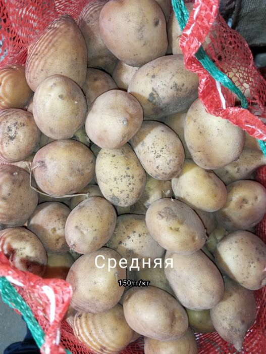 Кортофель домашний