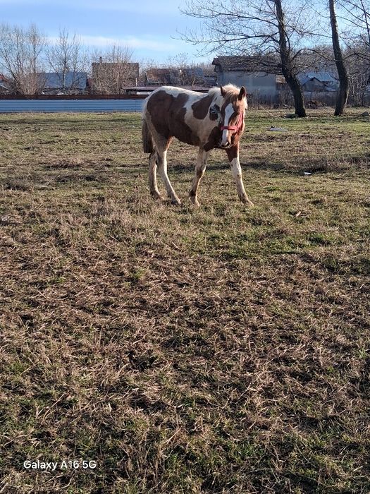 Vând mănz de  9 luni