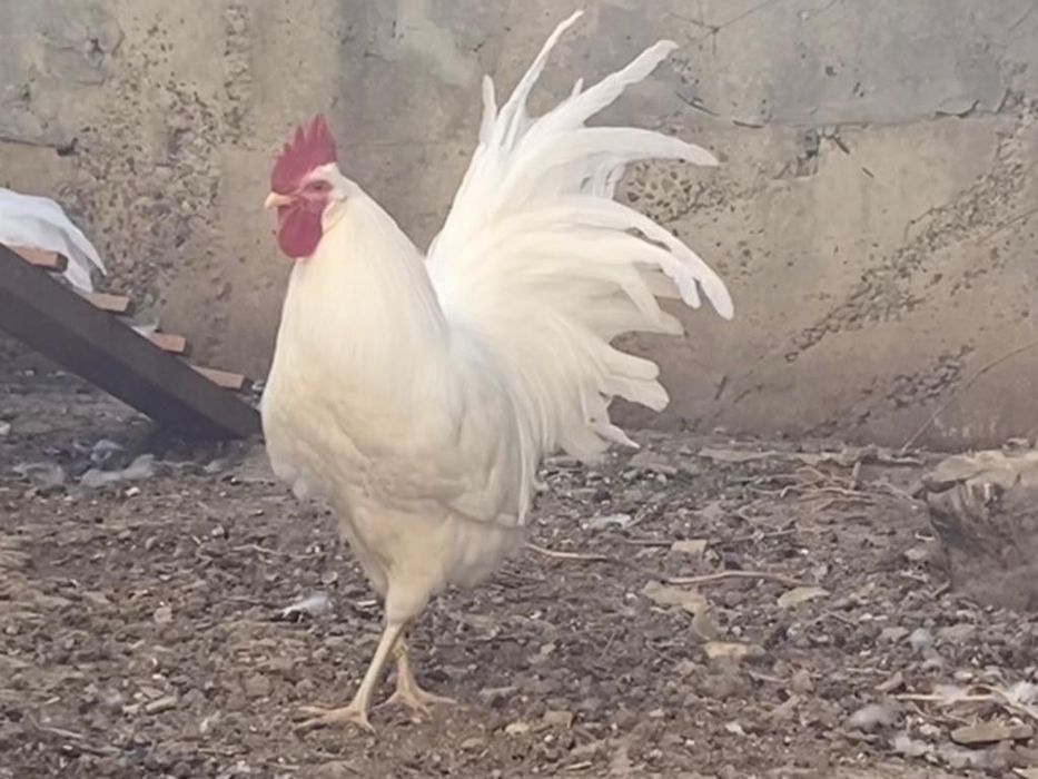 Лиггорн продам Обмен