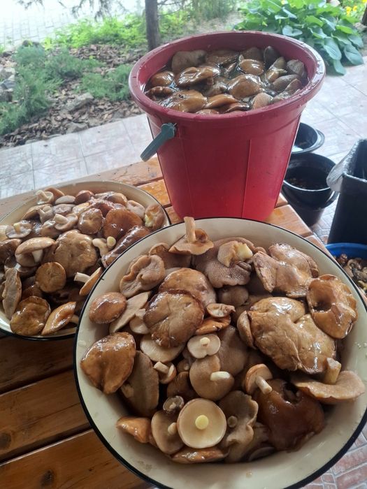 Продам грибы,маринованные маслята