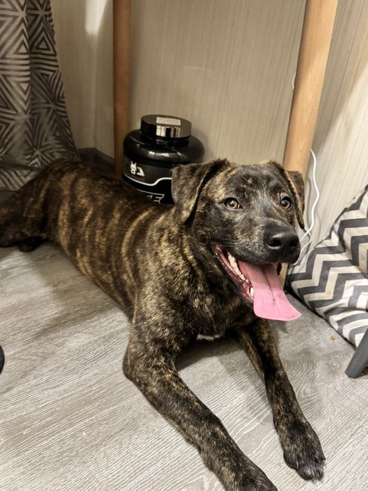 Бесплатно собака