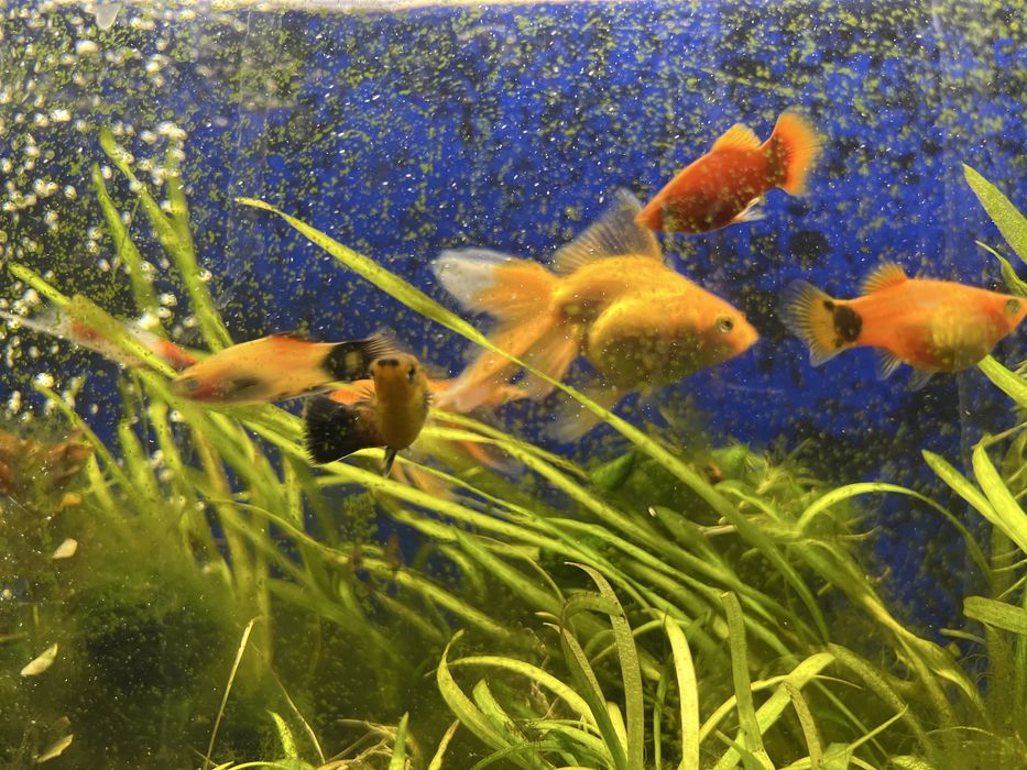 Продам золотых рыбок