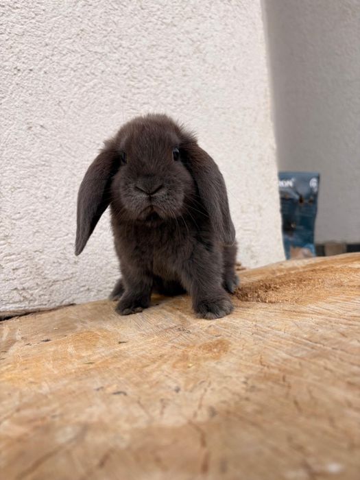 Iepuri pitici de companie mini lop /berbec pitic