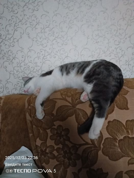 Срочно отдам котика, Тофик