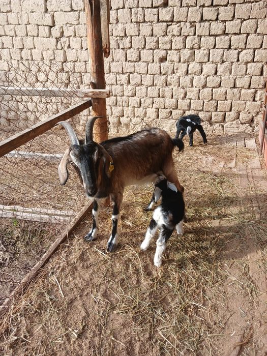 Сауынды ешкі лақтарымен