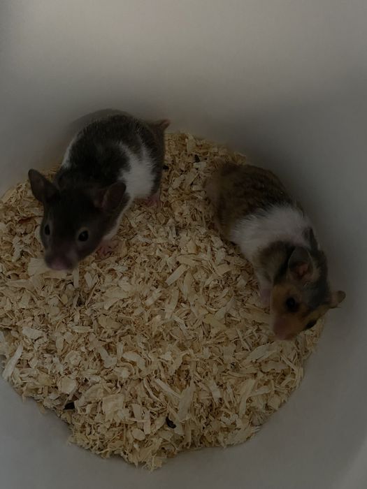 Hamster sirian
