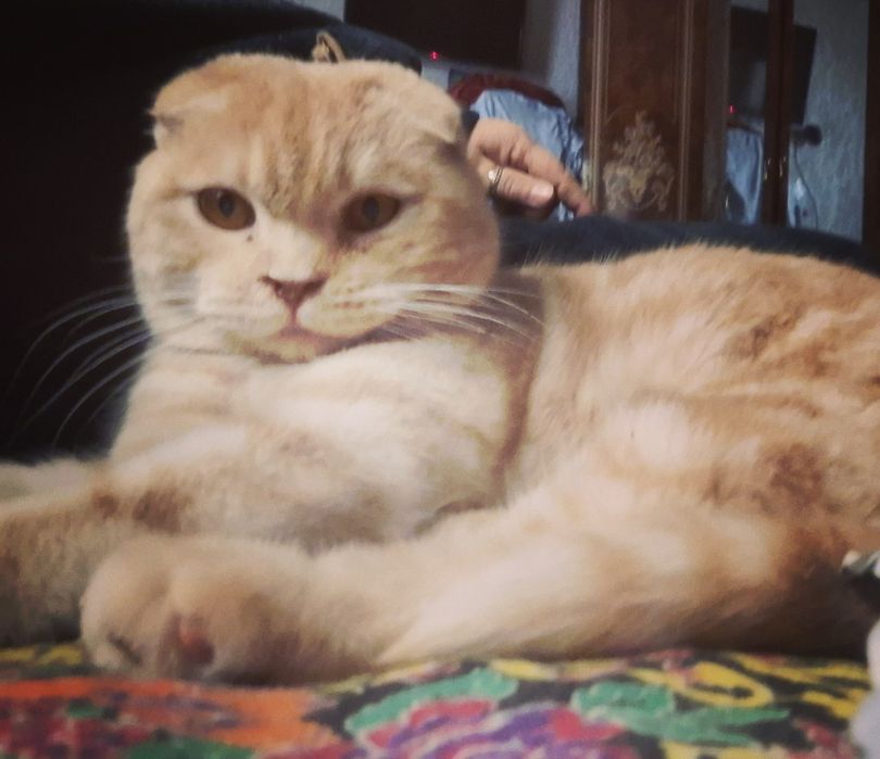 Весла ухий парадистий кот