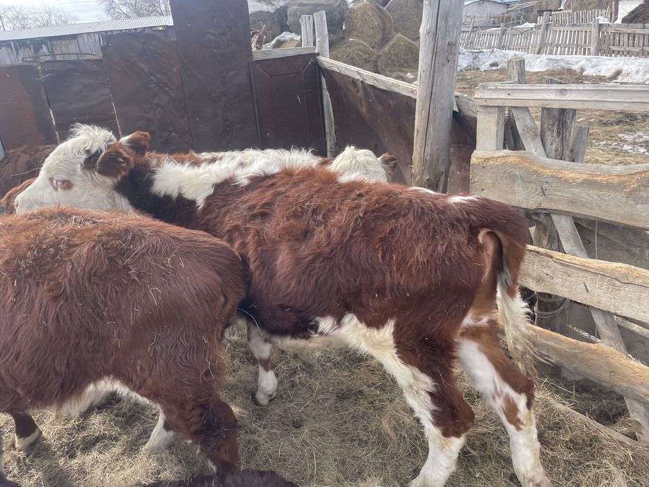 Ұрғашы баспақттар сатылады