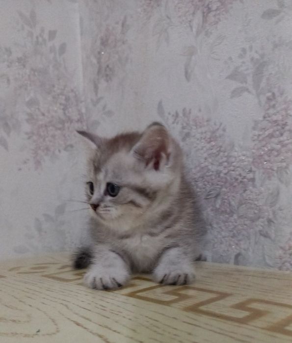 Zotdor Mushukcha , кошка