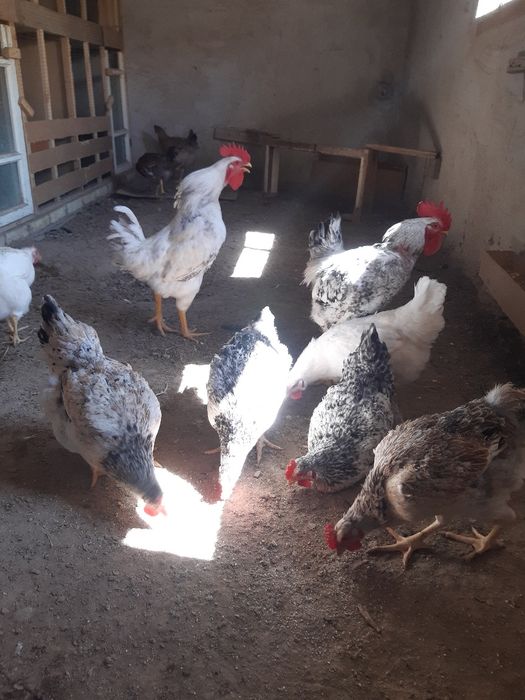 Россия зотдор товук тухумлари