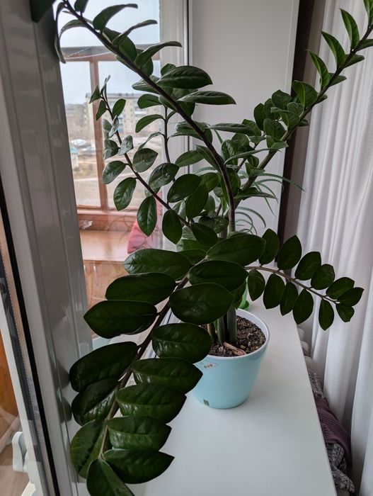 Эпипремнумы, Алое вера, Замиакулькас