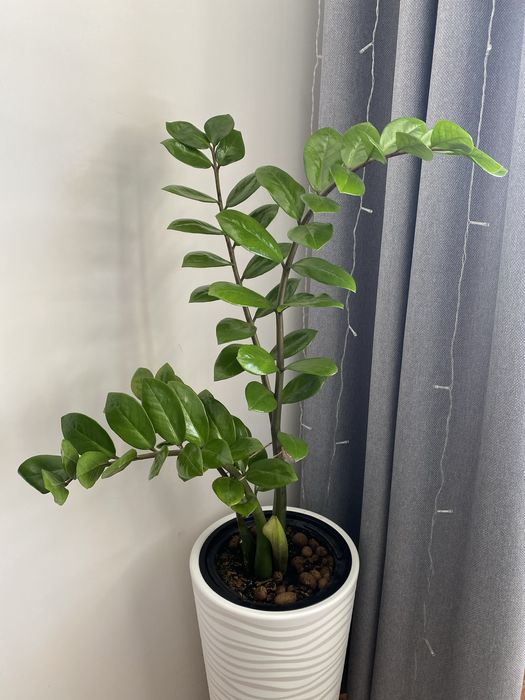 Цветы комнатные 20000