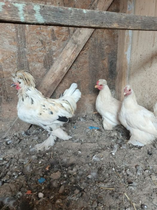Продаётся карликовые куры