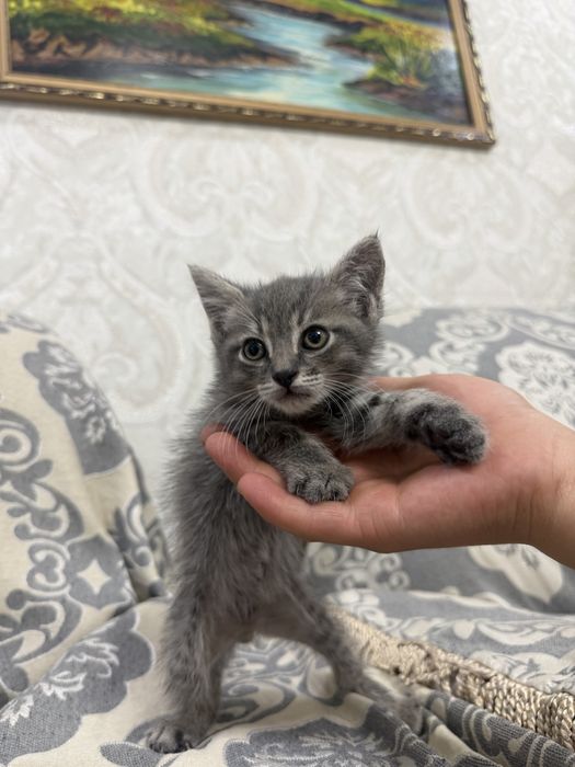 Отдам котенка даром