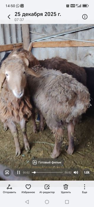 Бараны Токты кой