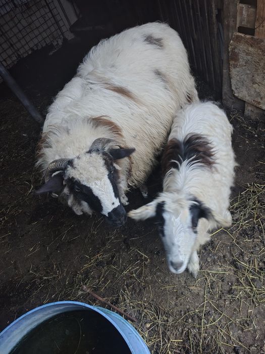 Vând mială și o ieduță