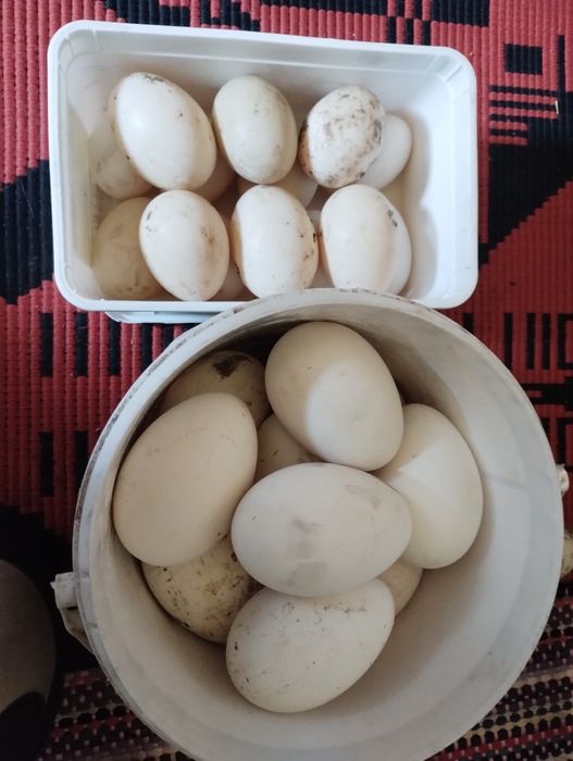 Vând ouă de rață și gâscă