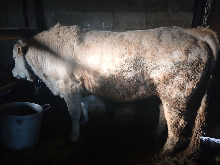 Бука 2 жылдык откормнан