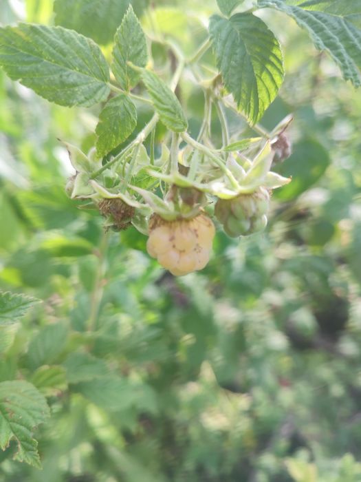 Продам дачу на бухтарме 3 уровня