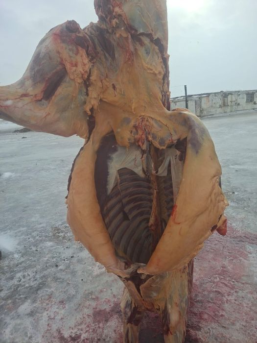 Ту бие сатылады 650 мын