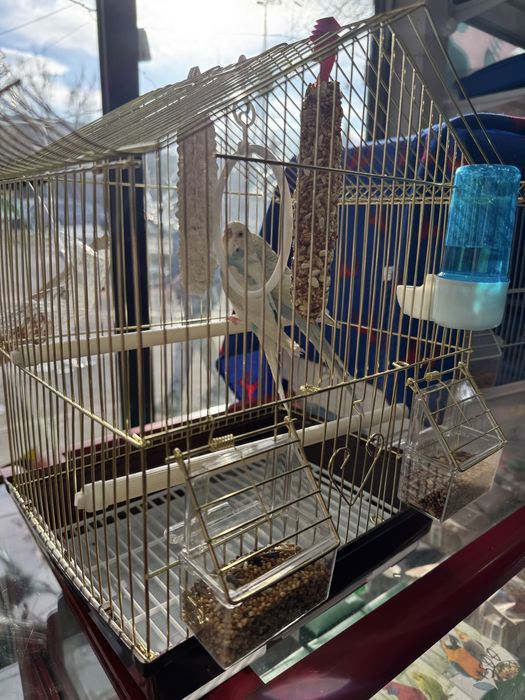 Продаю попугаев