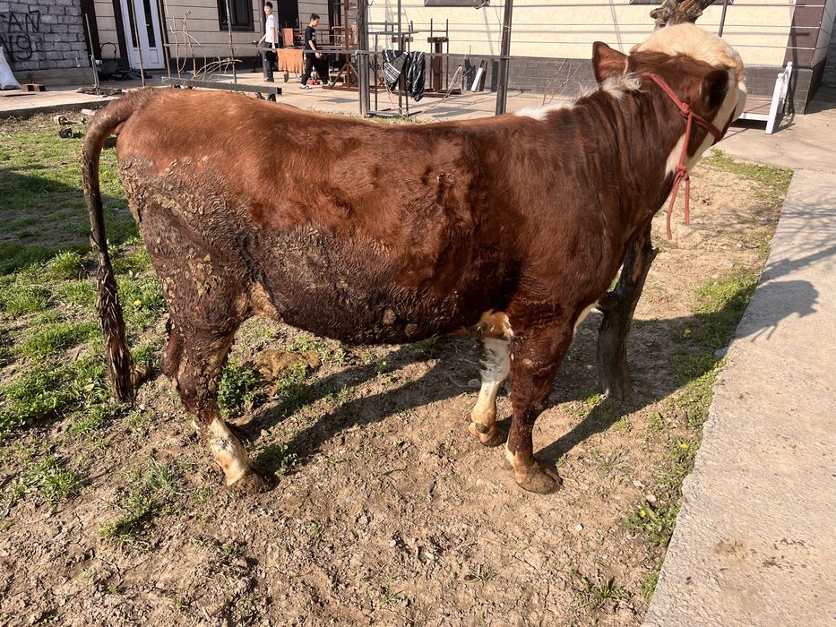 Бык бұқа буқа қошқар тоқты еркек