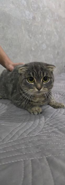 Отдам котенка девочку в хорошие руки