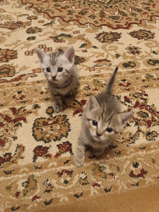 Отдам котенка в добрые руки