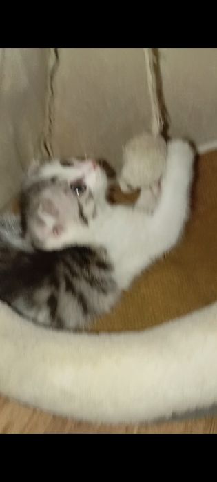 Вислоушки.Шотланские1,5 месяцев.