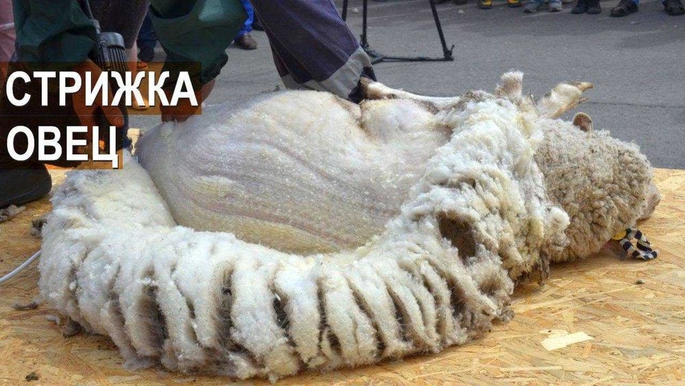 Заточка ножей и стрижка овец