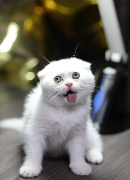 Котята скотиш фолд