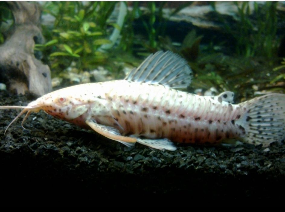 Аквариум оборудованный