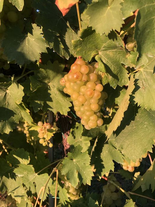 Struguri de vin