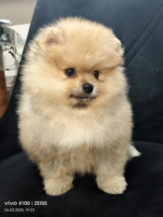 Очаровательные щенки шпица.