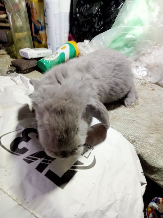 Продаются крольчата