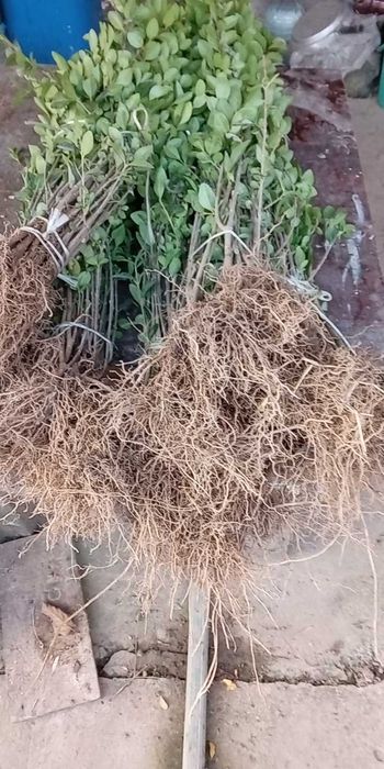 Вечно зелен храст лигуструм