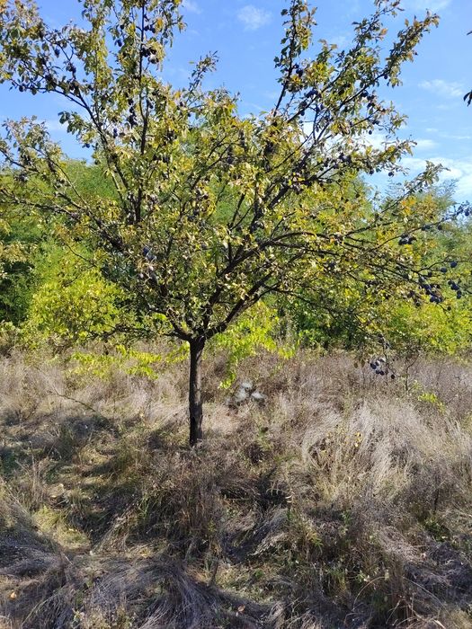 Prune Tuleu neculese