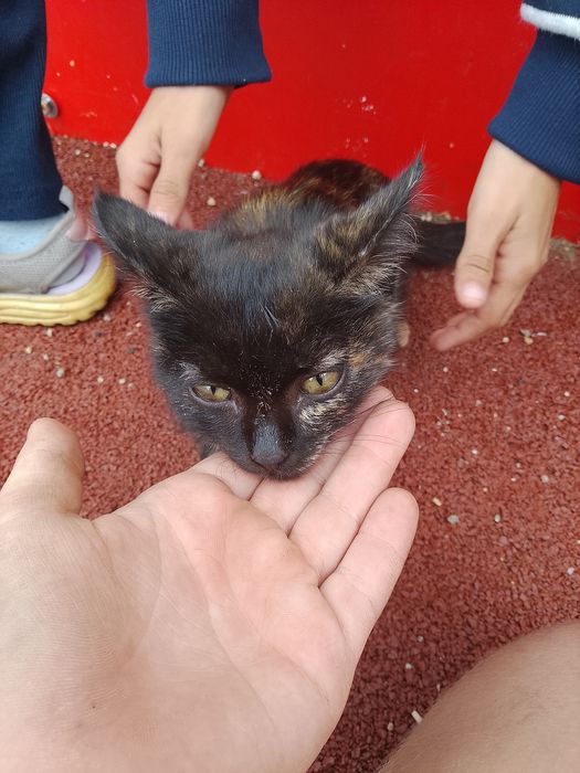 Кошечка хотели задушить