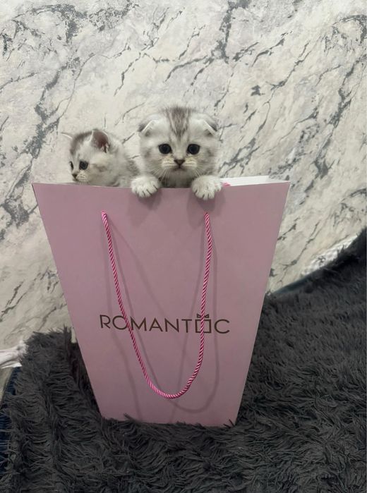 Шотландские шиншиллы котята