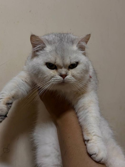 Viyaskaga Biritaniskiy Serebristiy shinshila