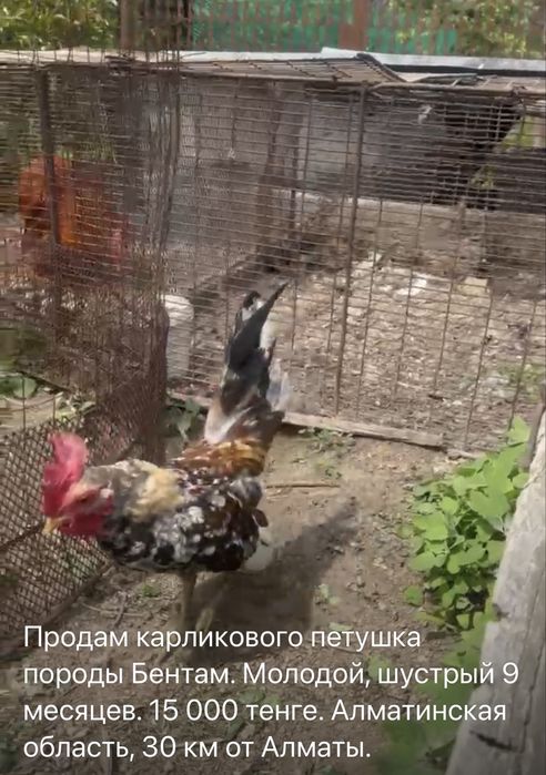 Продам карликового петушка