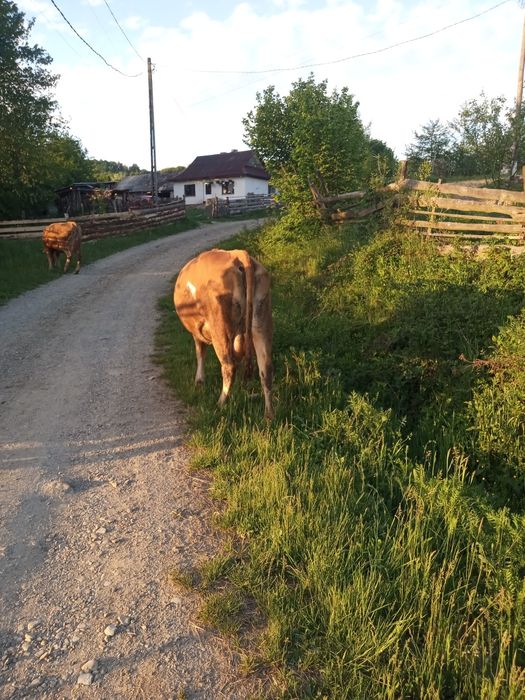 Vacă de vânzare bună de lapte