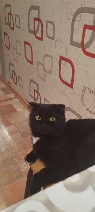 Шотландская вислоухая кошка