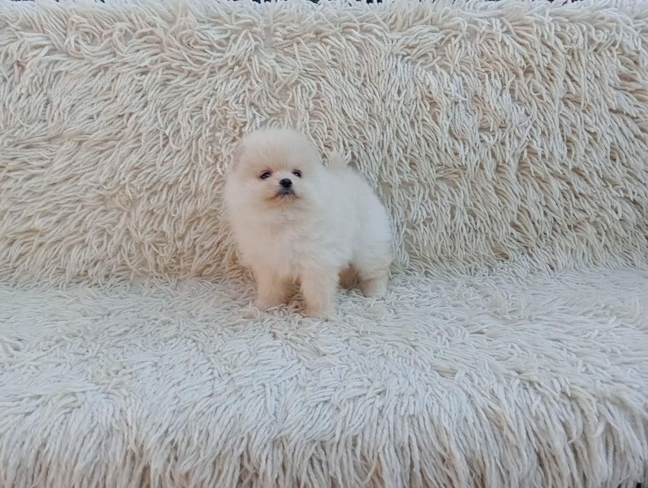 Померани! Момичета и момчета!